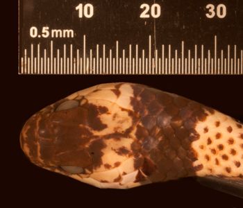 Media type: image;   Herpetology R-31828
